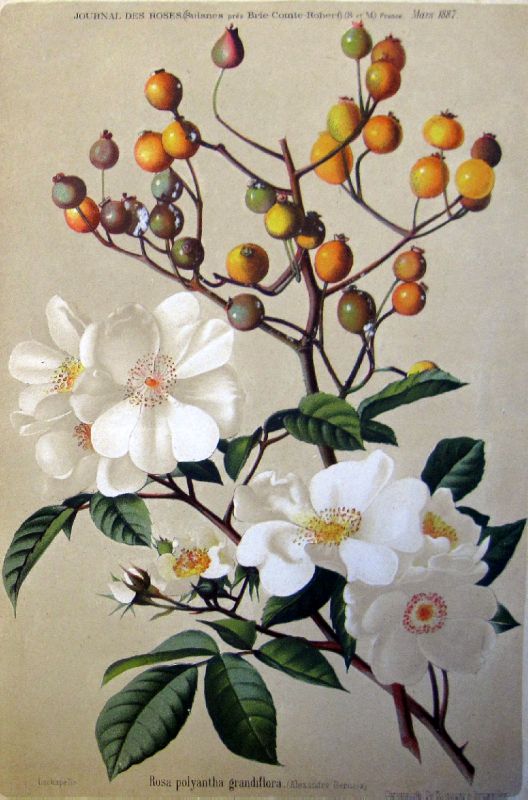 Moschata X Polyantha