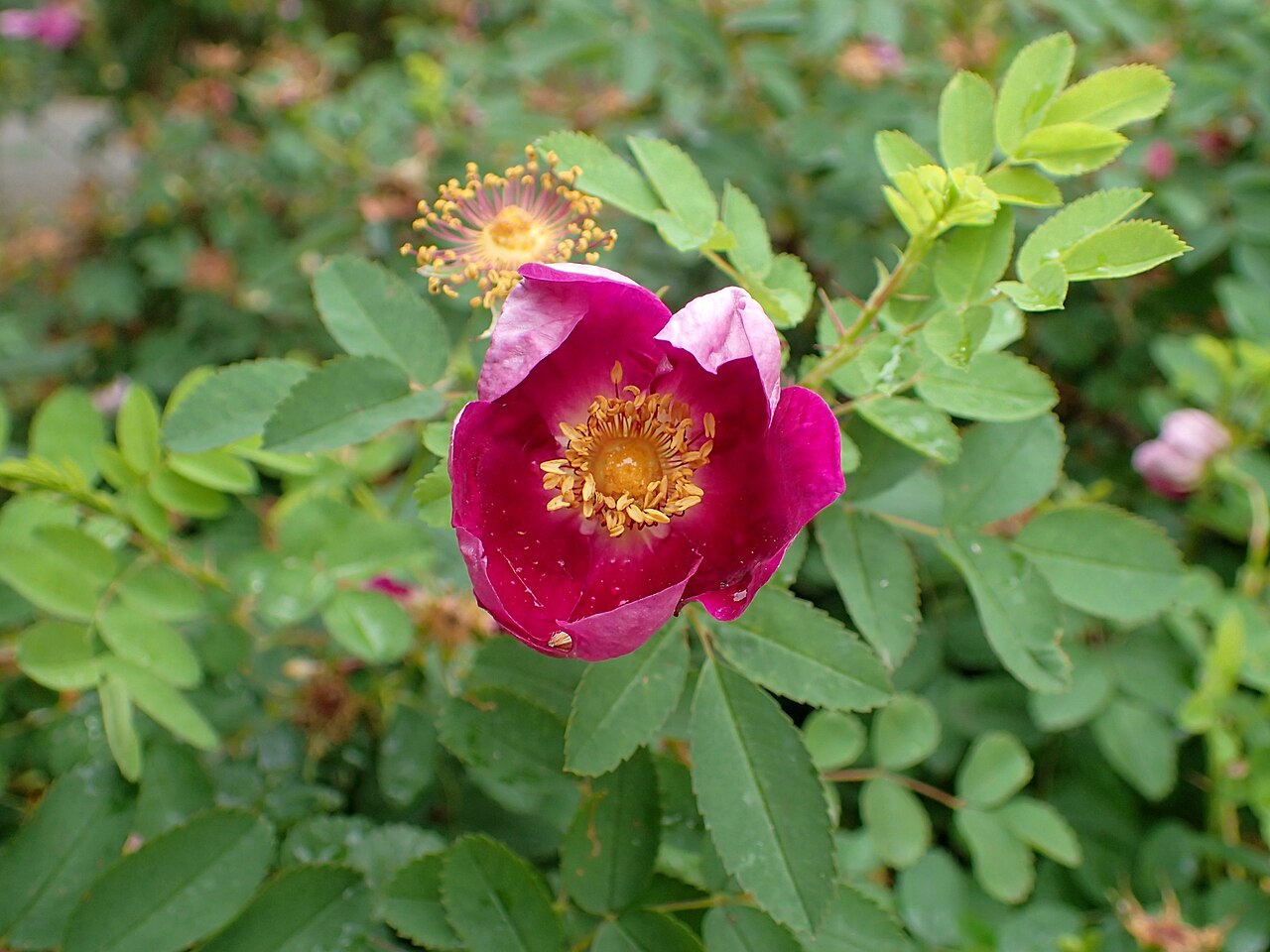 Rosa spinosissima 'Single Cherry'