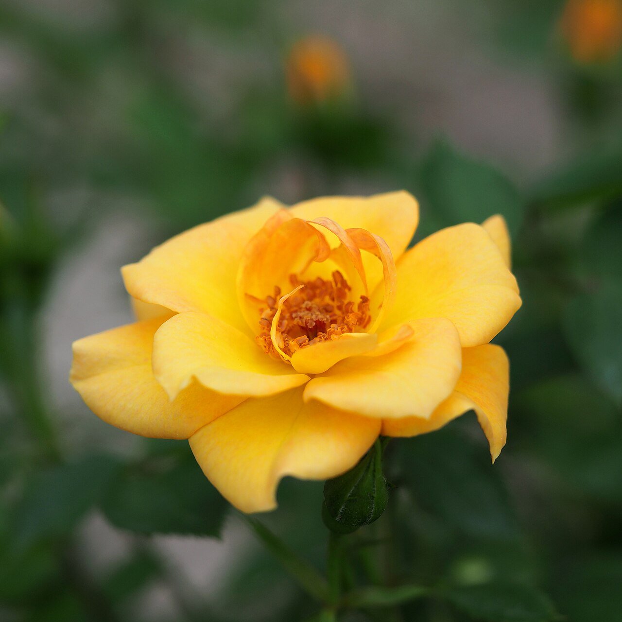 Arthritis Rose