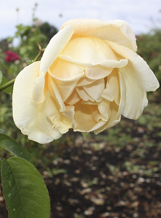 Duchess of Wellington