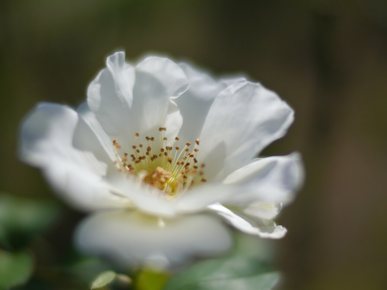 Weisse aus Sparrieshoop