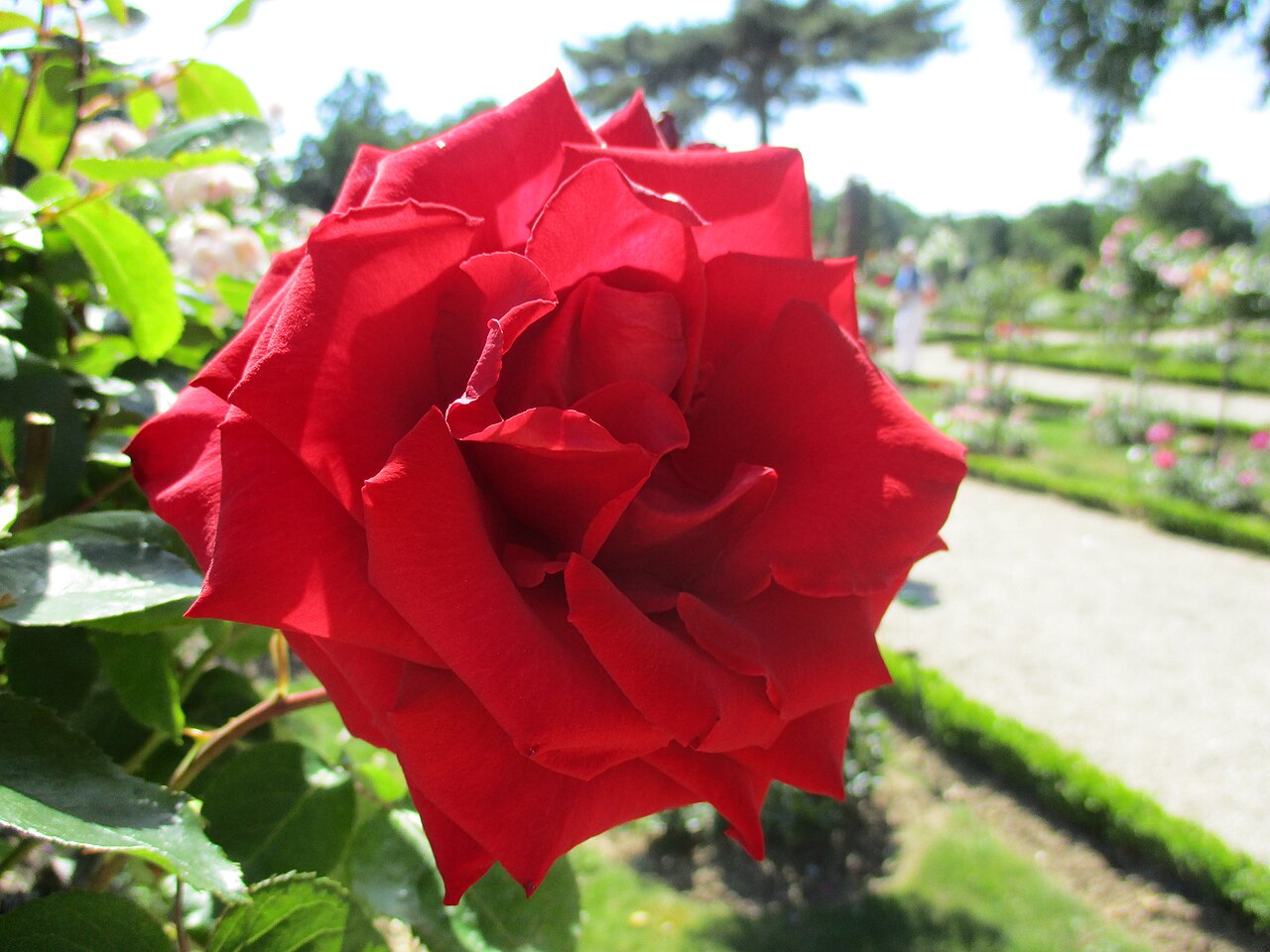 Peter Brock Foundation Rose