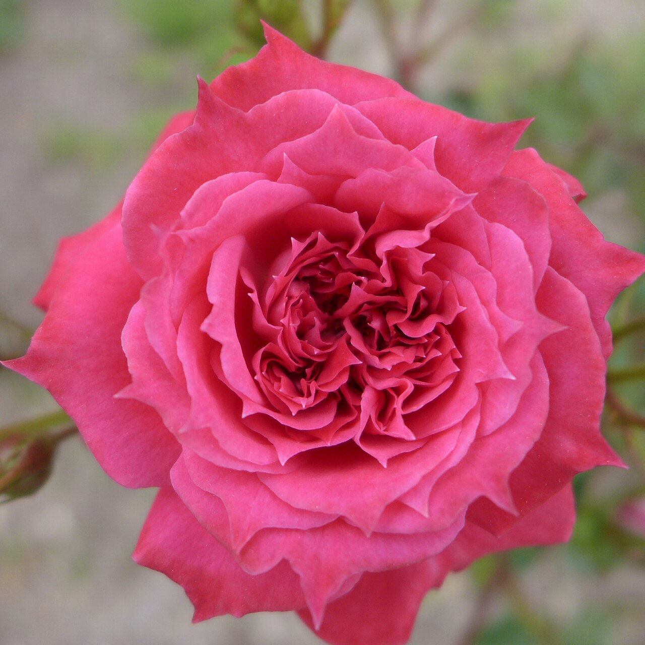 Gypsy Jewel