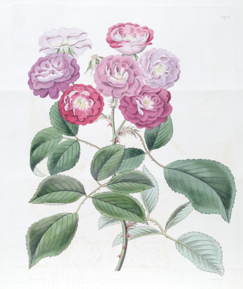 Seven Sisters rose