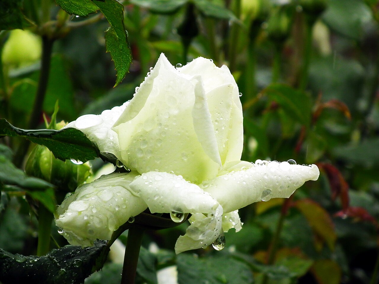 Fiocco Bianco