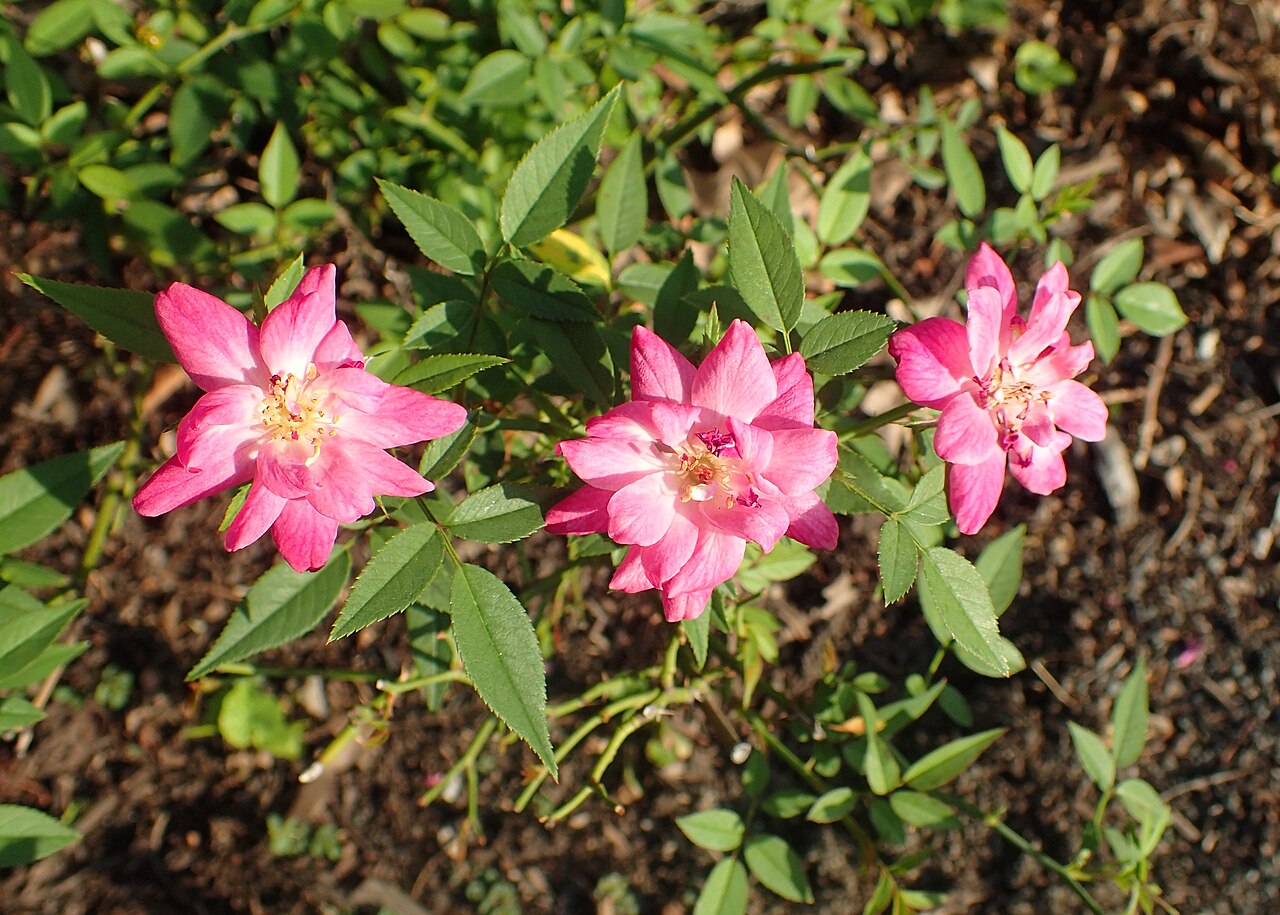 Rosa rouletii Correvon