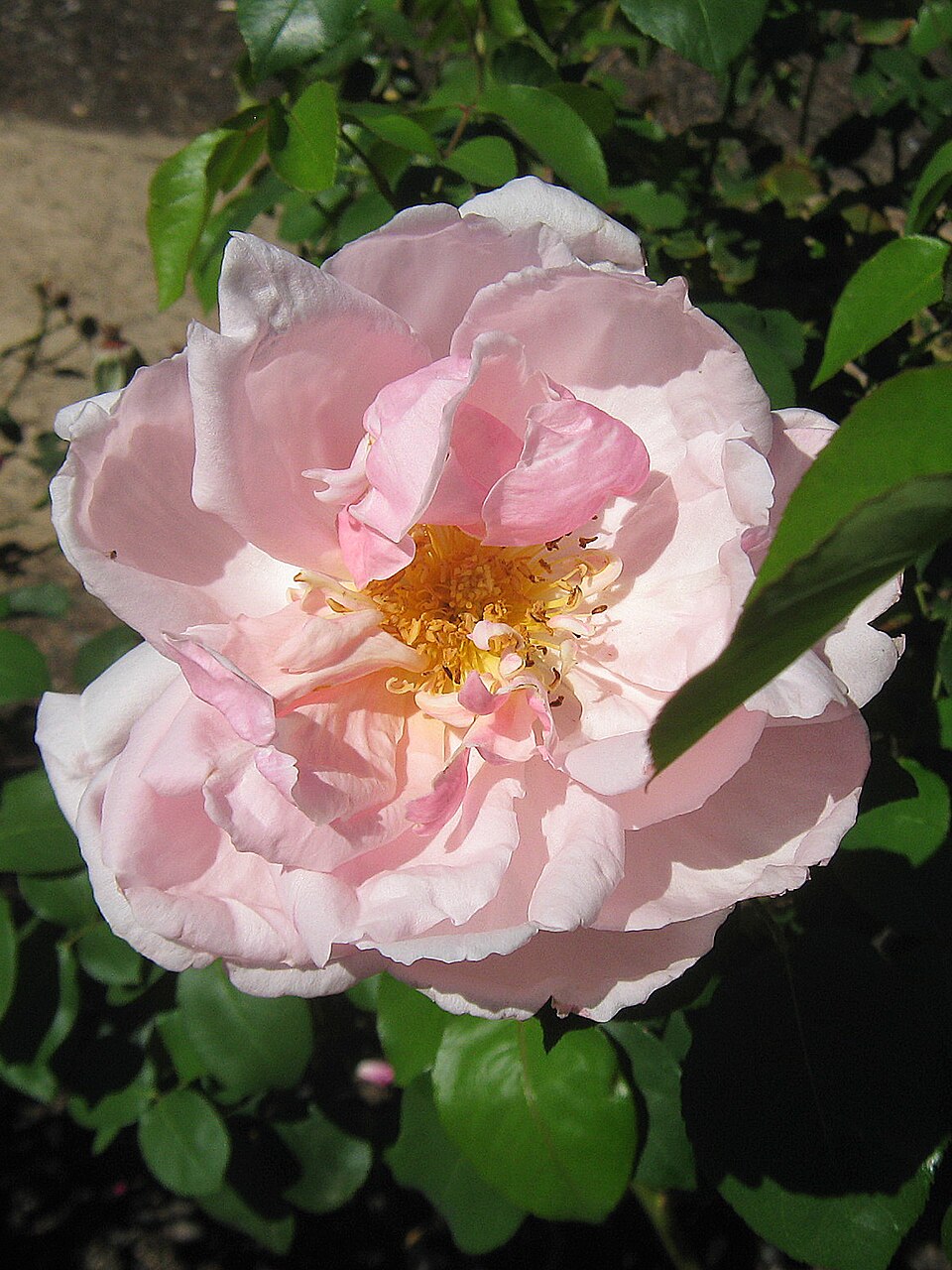 Mrs. Henry Morse