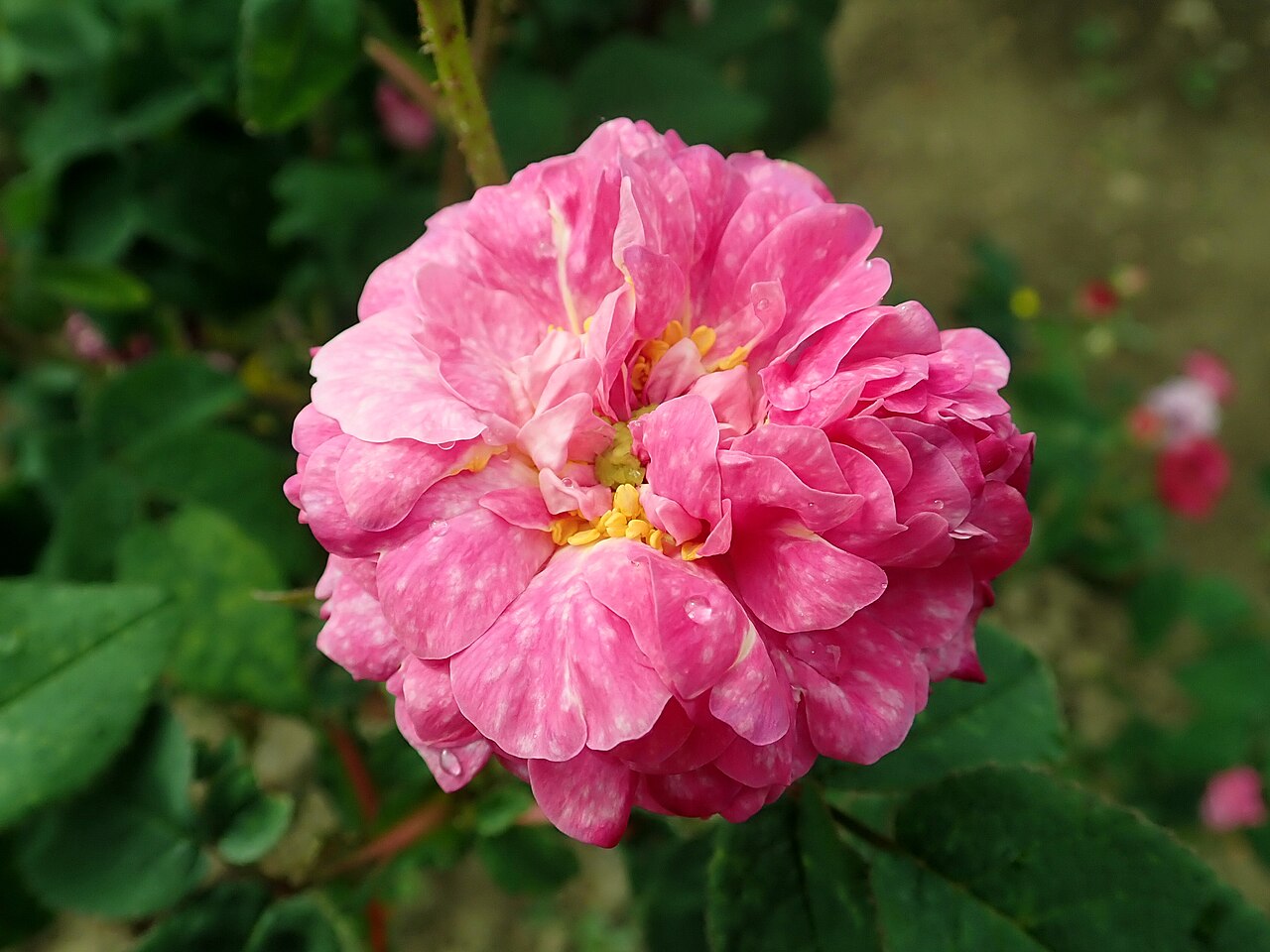 Cramoisi Picoté
