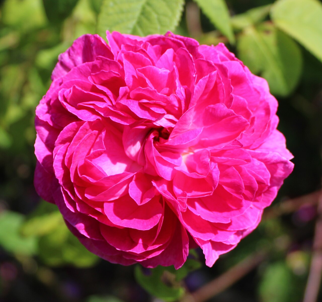 Duc de Guiche