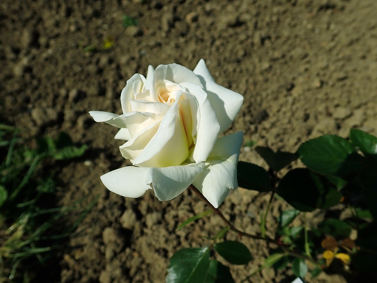 Ice White