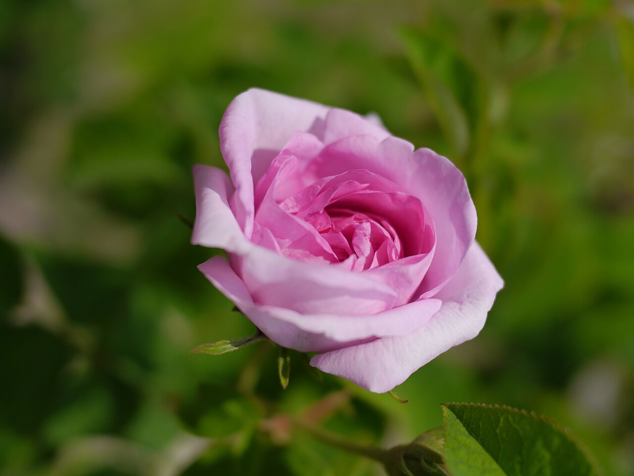 Daphne