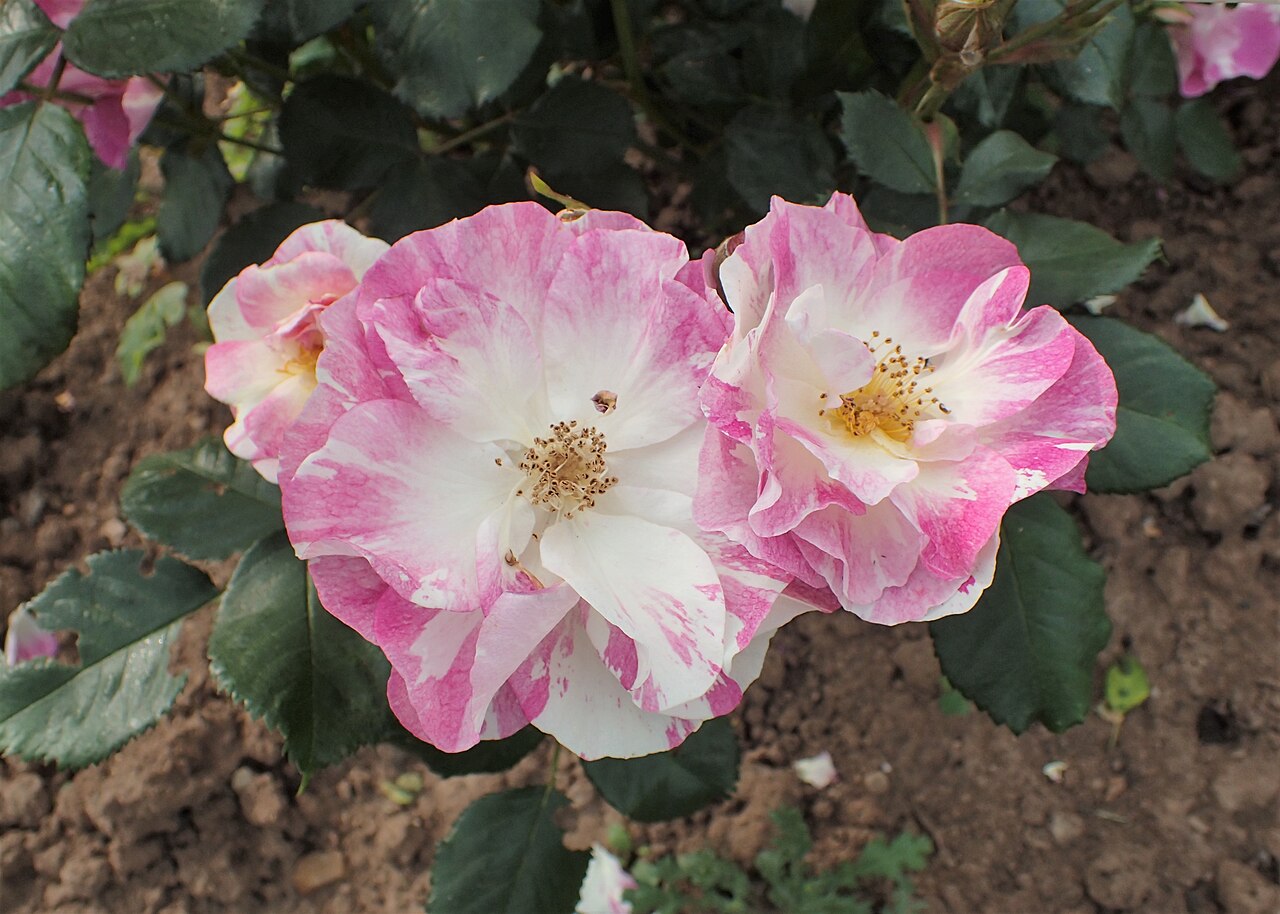 Sorbet Framboise
