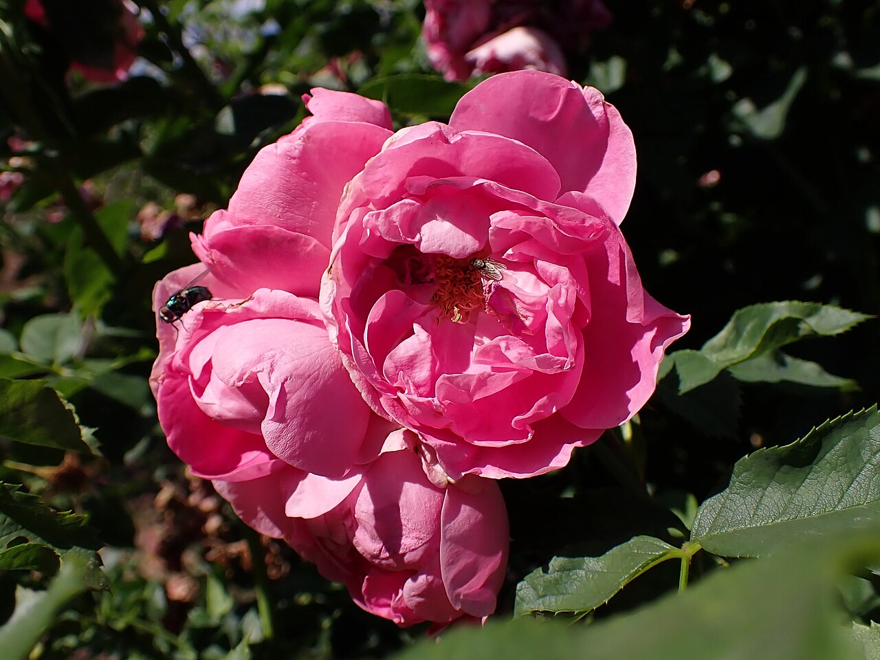 Rudolfina