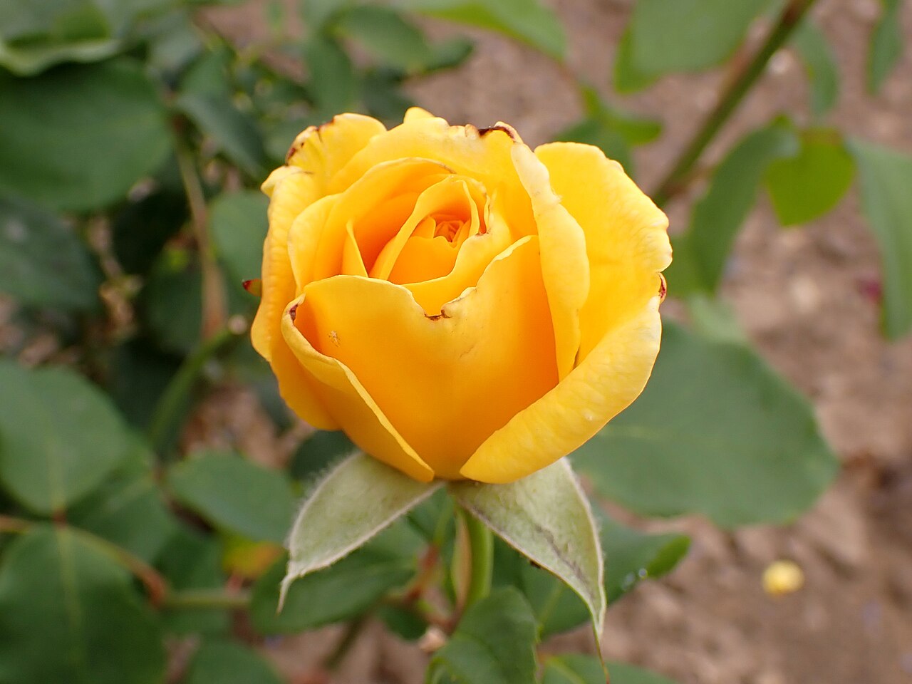 Australian Women’s Weekly Rose