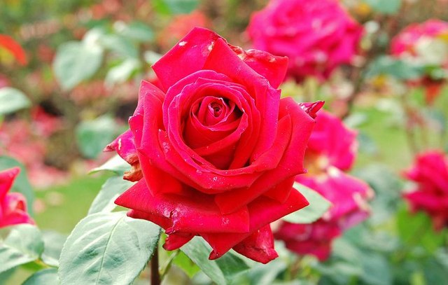 Red Devil