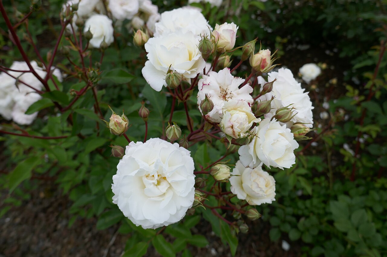Midsummersnow