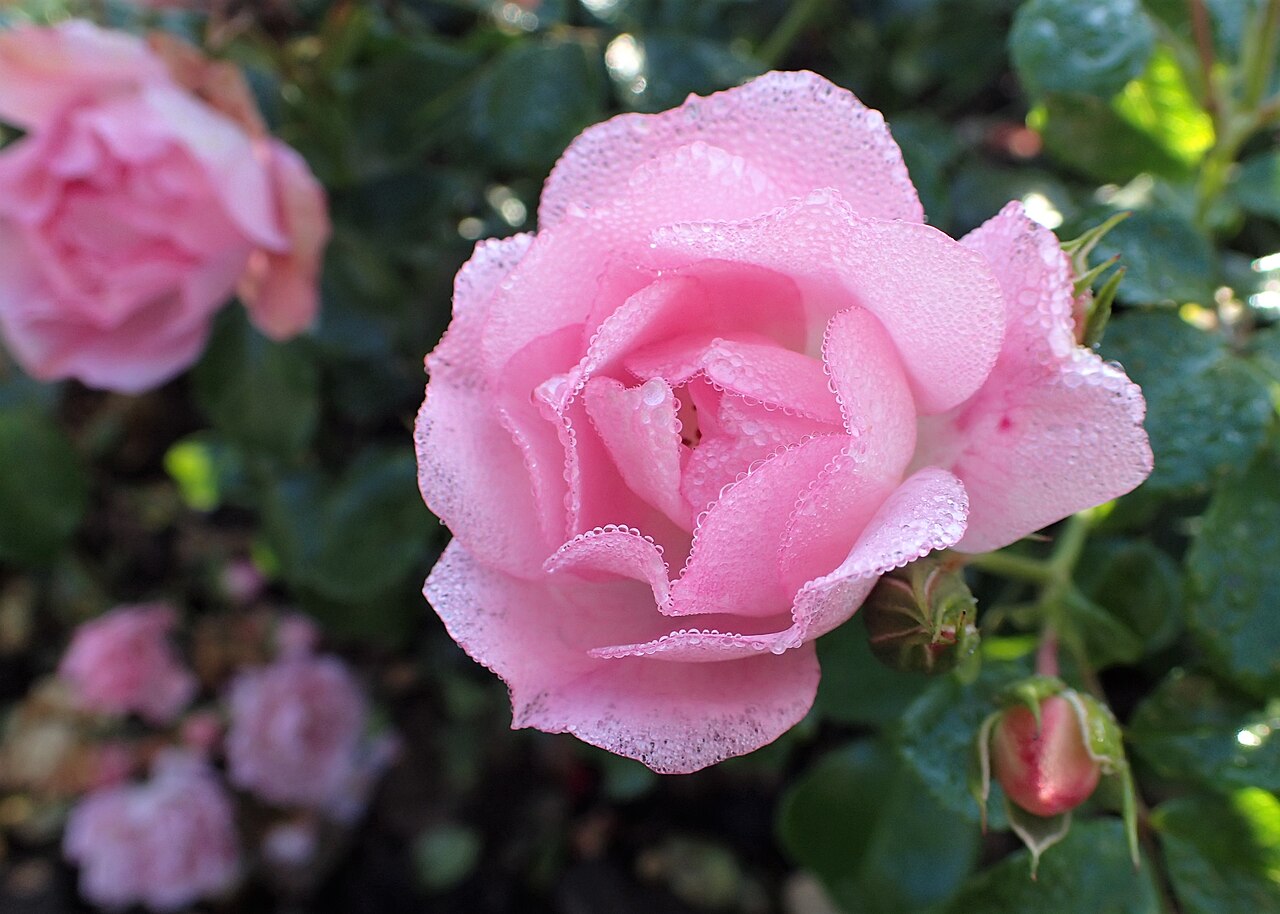 Honey Border