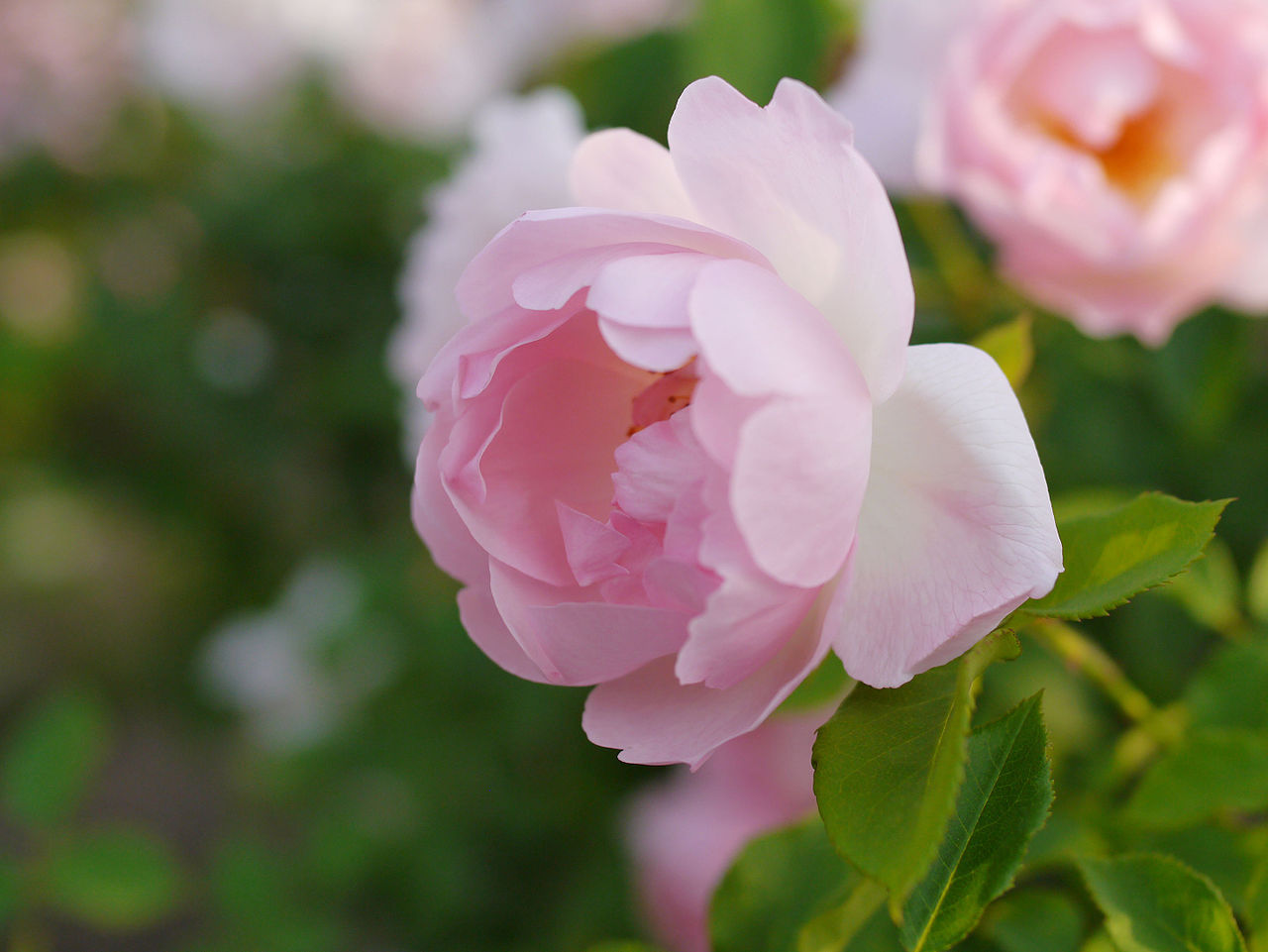 Peach Blossom