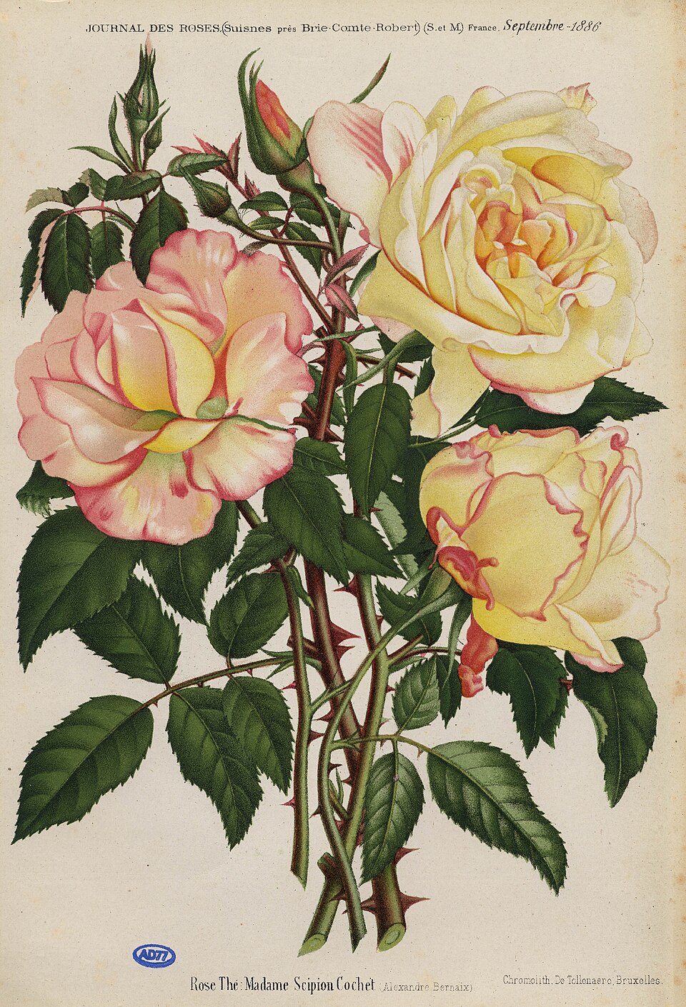 Madame Scipion Cochet