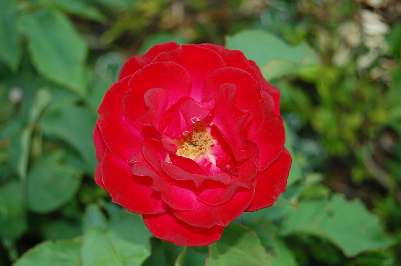 Fluorette