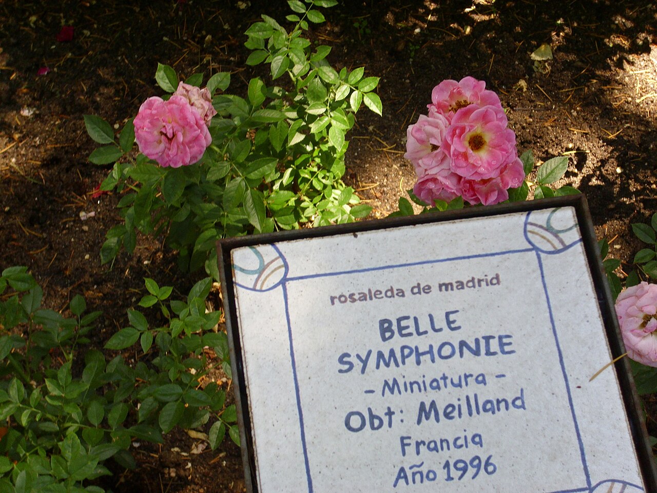 Belle Symphonie