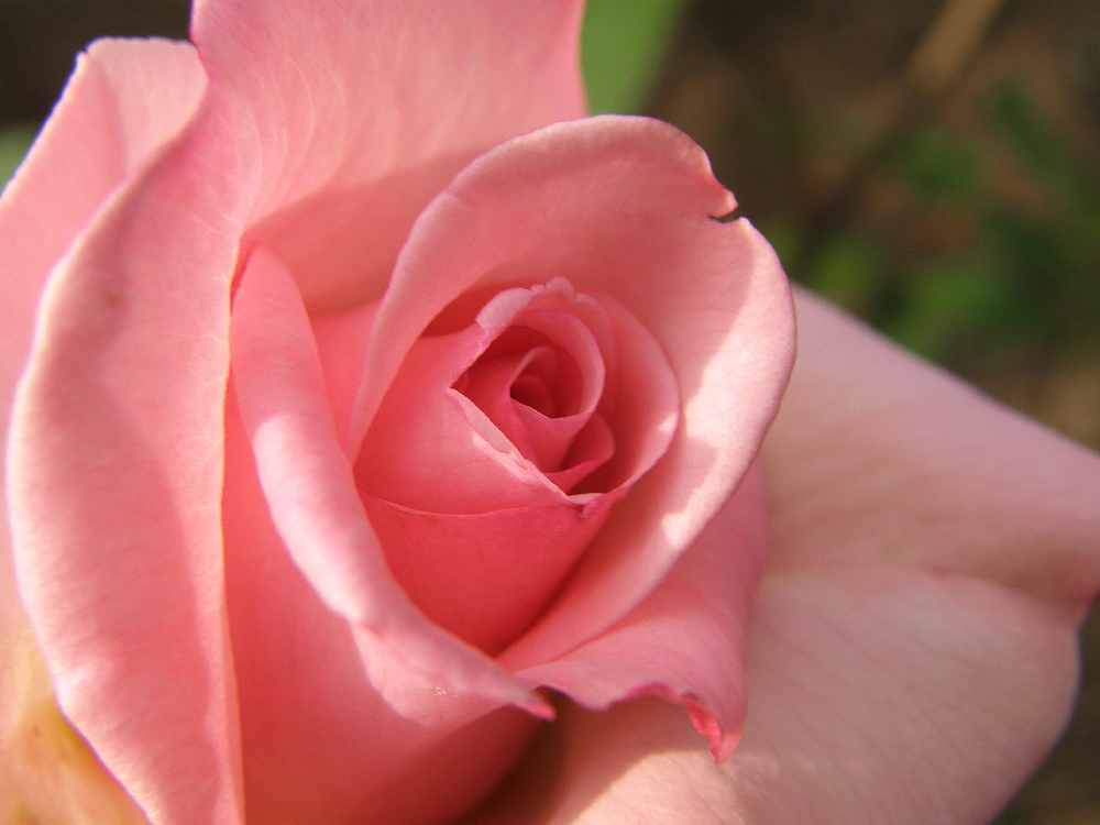 Gentle Touch