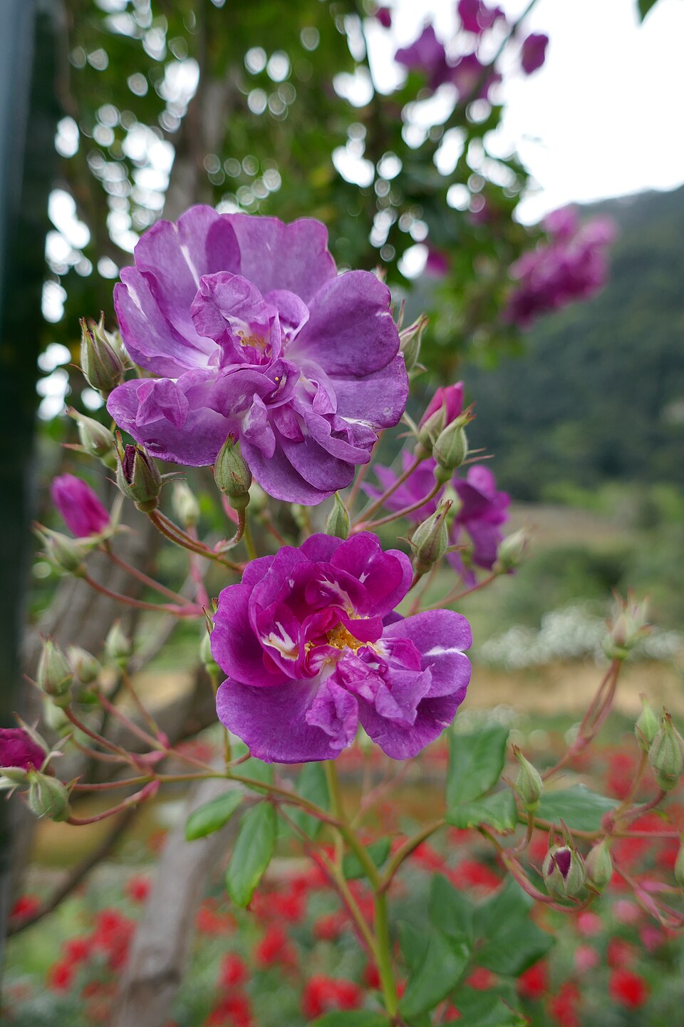 Purple Skyliner