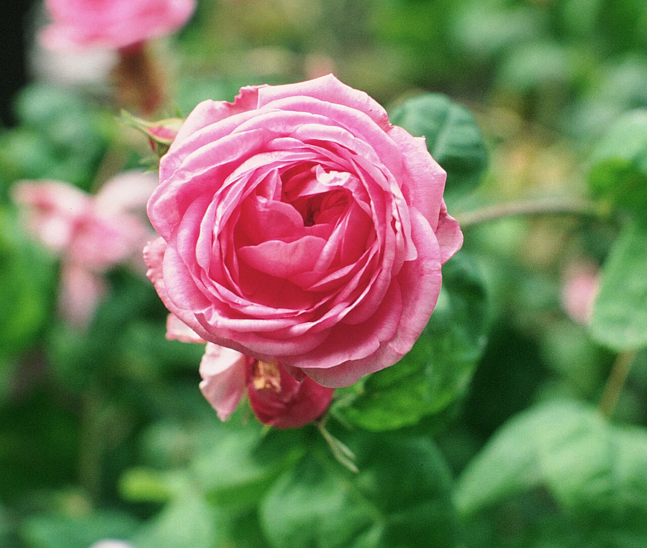 Bullata