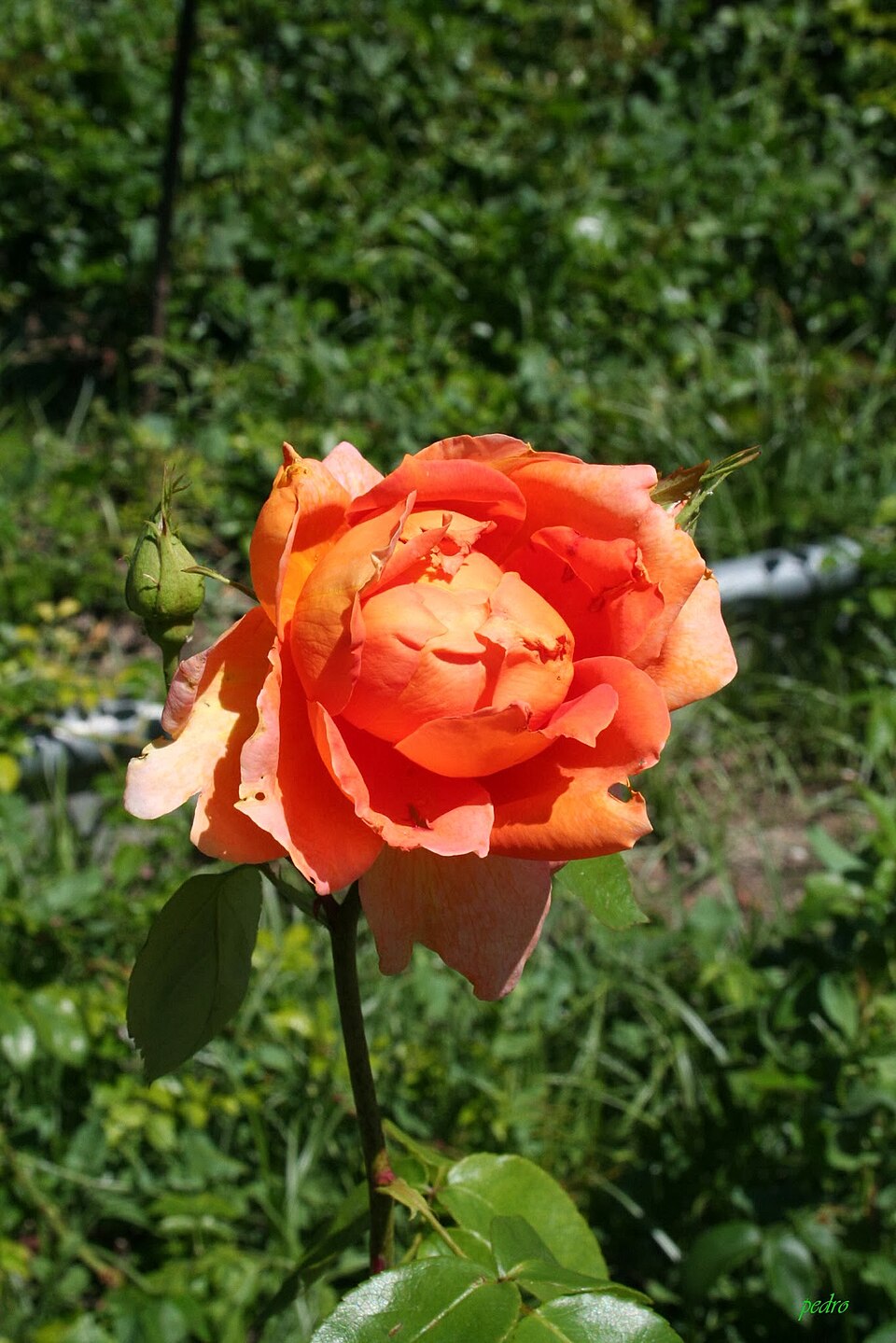Madame Vincent Auriol