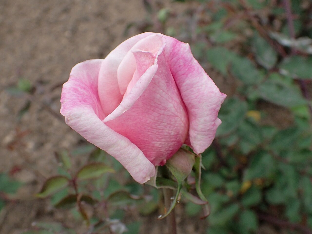 Madame Antoine Mari