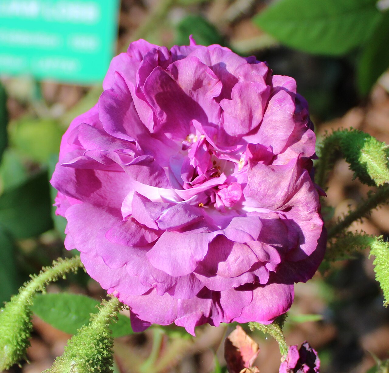 Duchesse d'Istrie