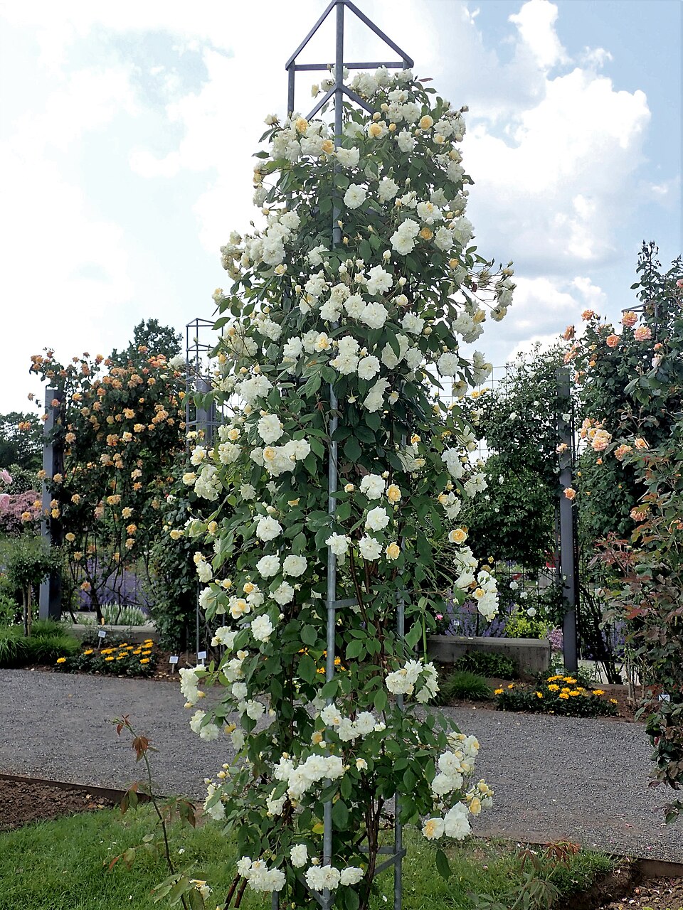 Malvern Hills rose