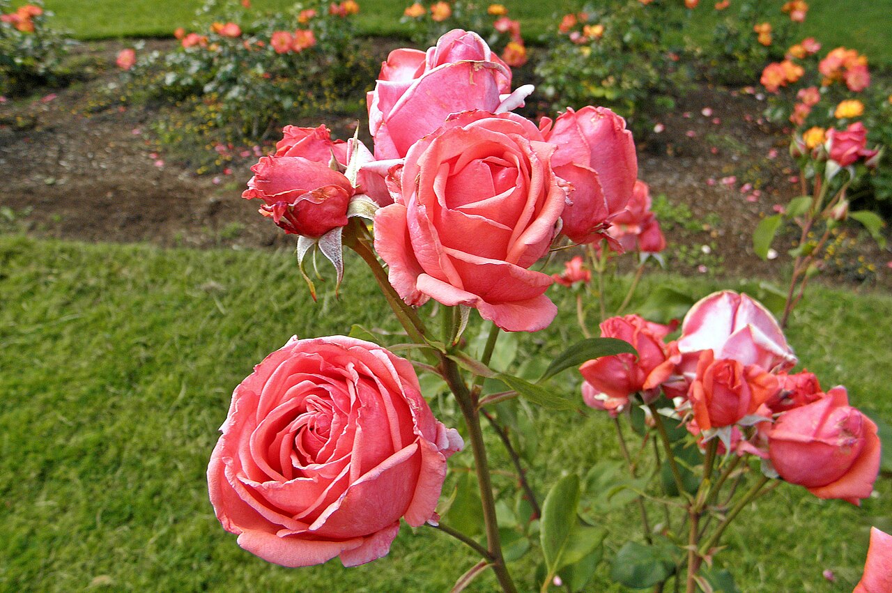 "Rose Marian"