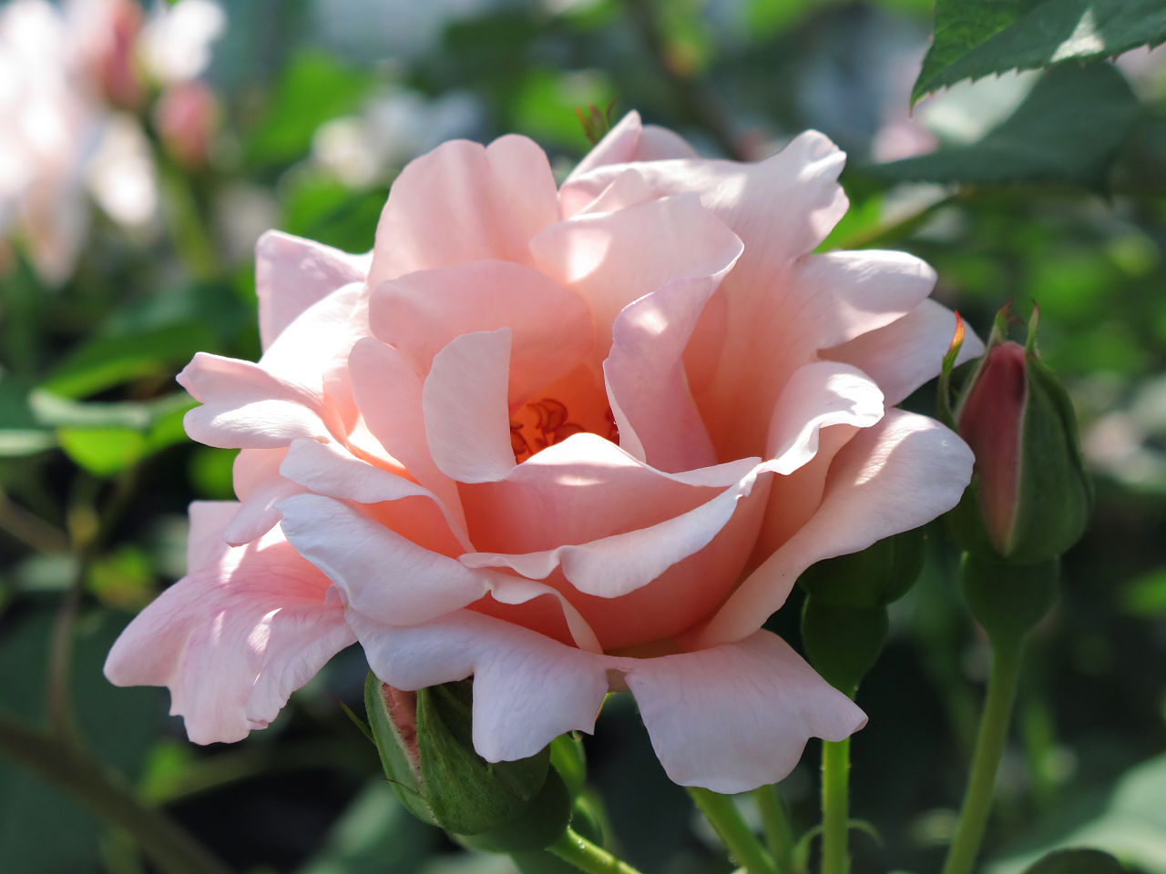 Pink Chalice