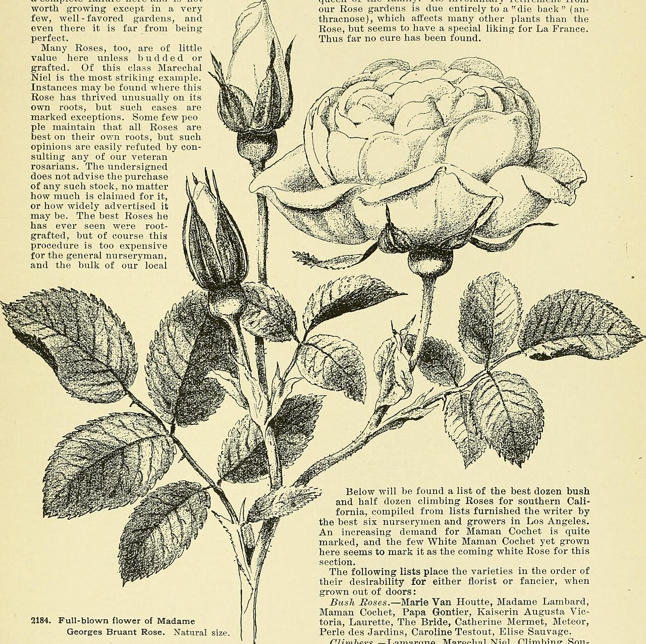 Madame George Bruant