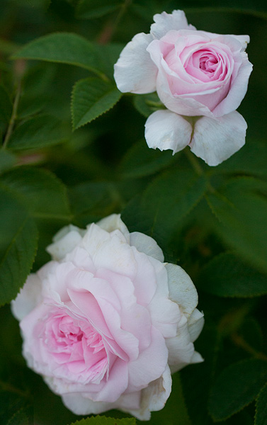 Chloris