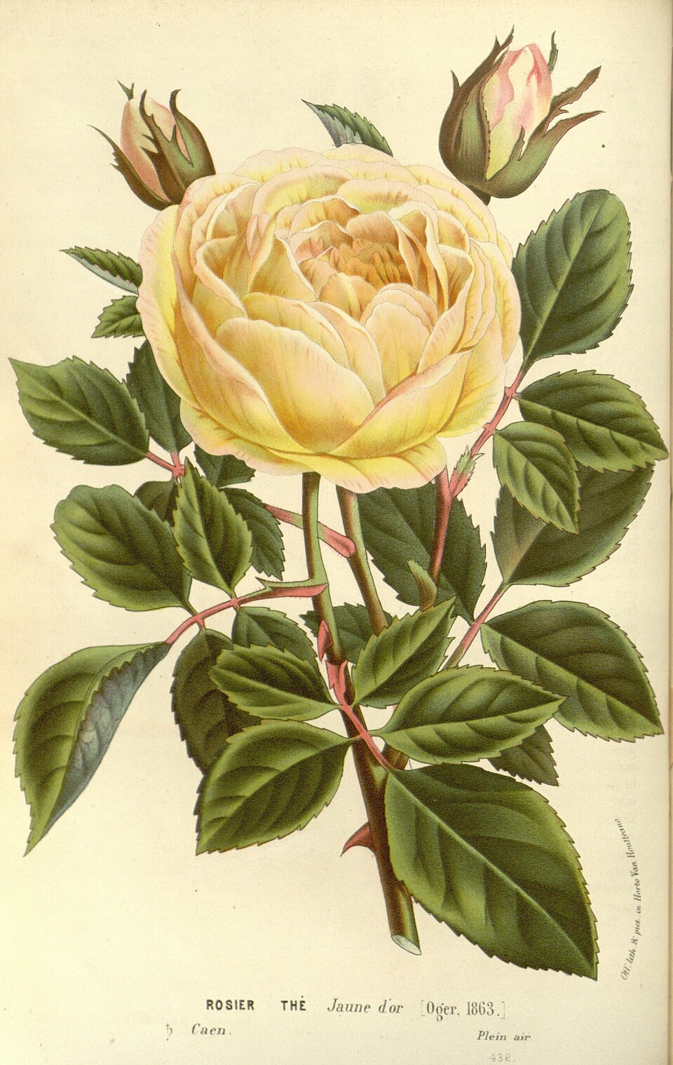 Jaune d'Or
