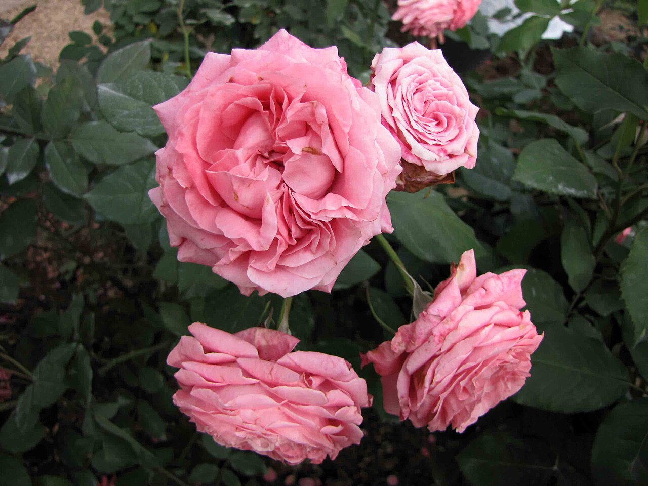 Corail Gelée