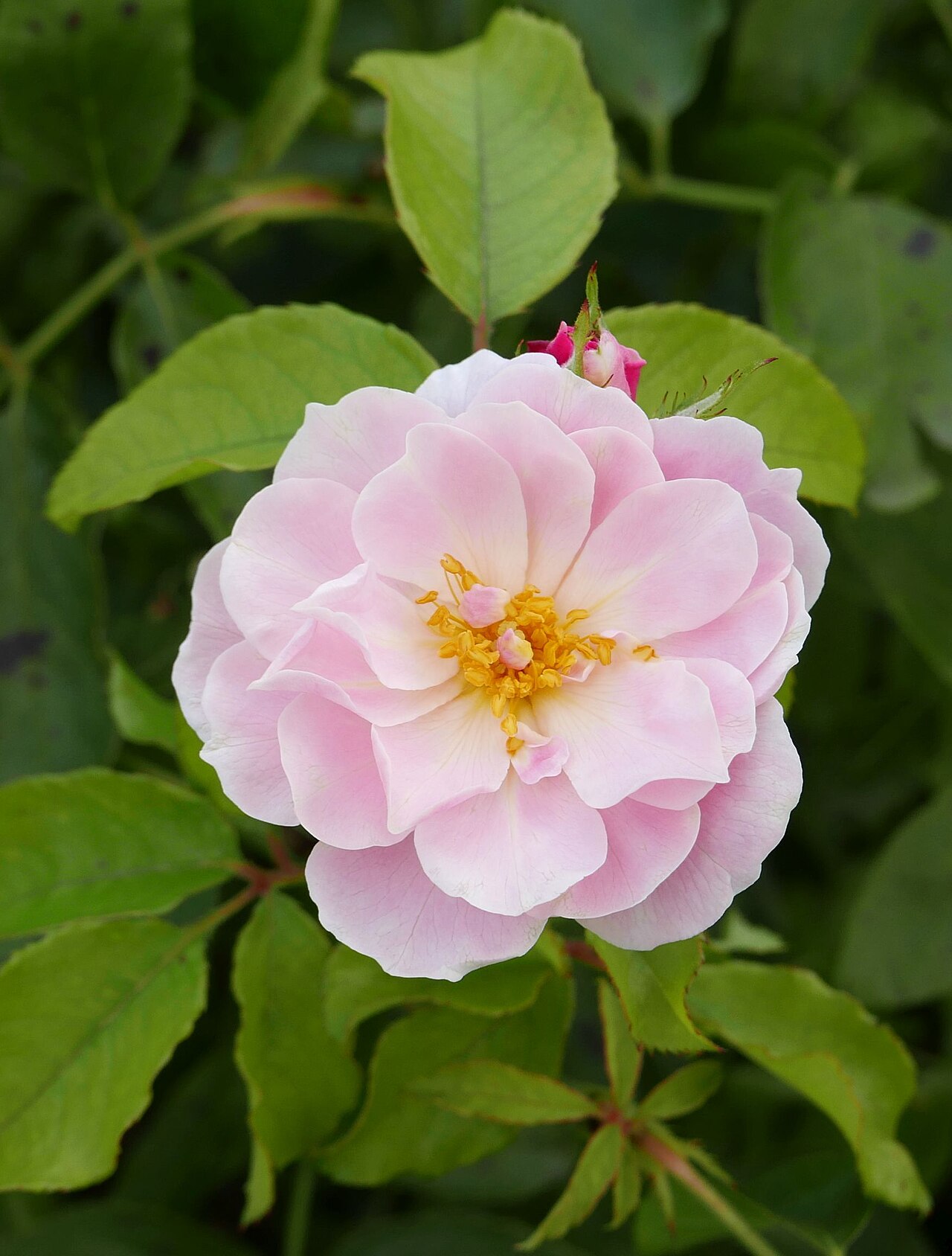 Sourire Rose