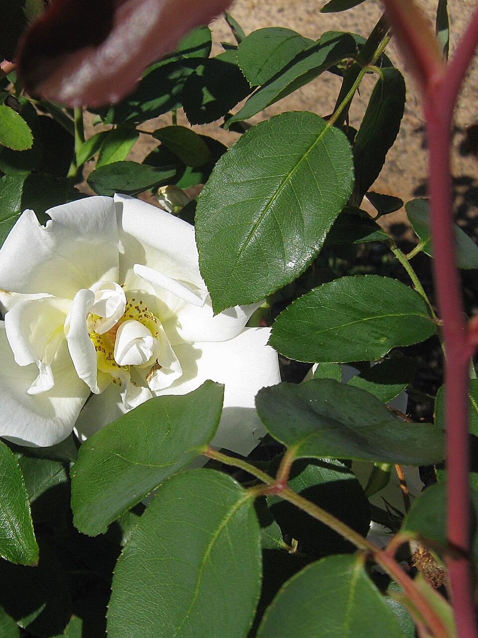 Mrs. Herbert Stevens