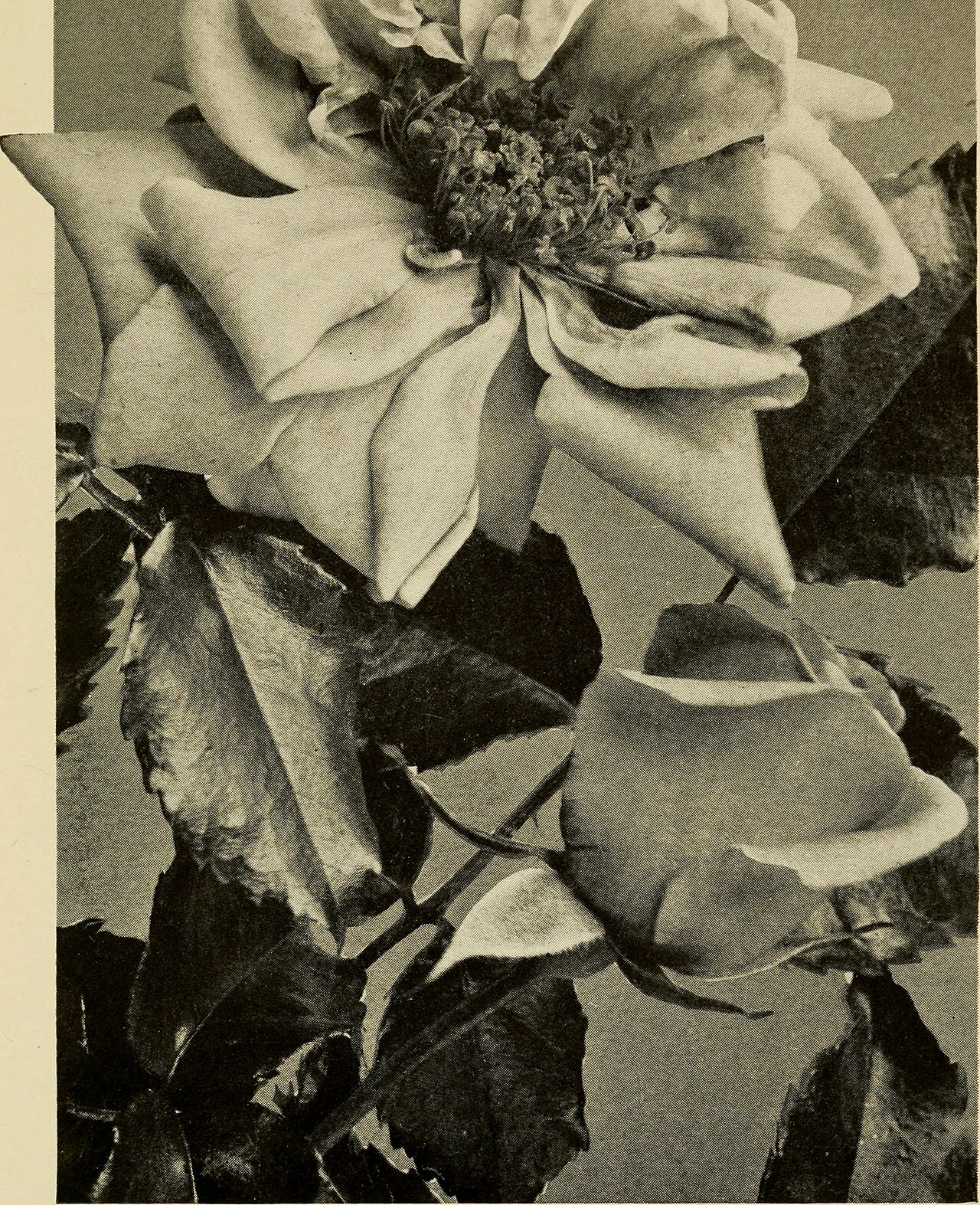 Emily Gray