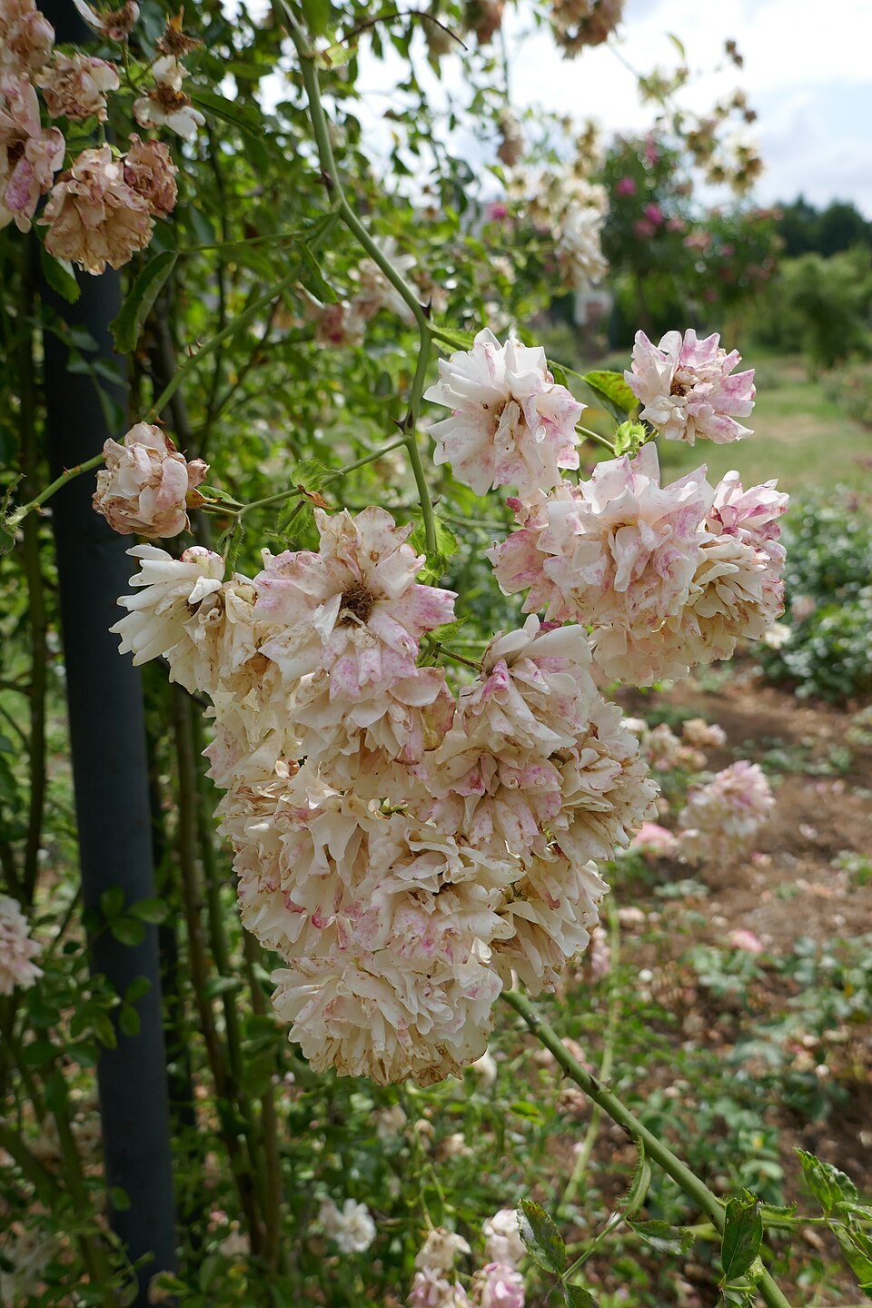 Félicité et Perpétue rose