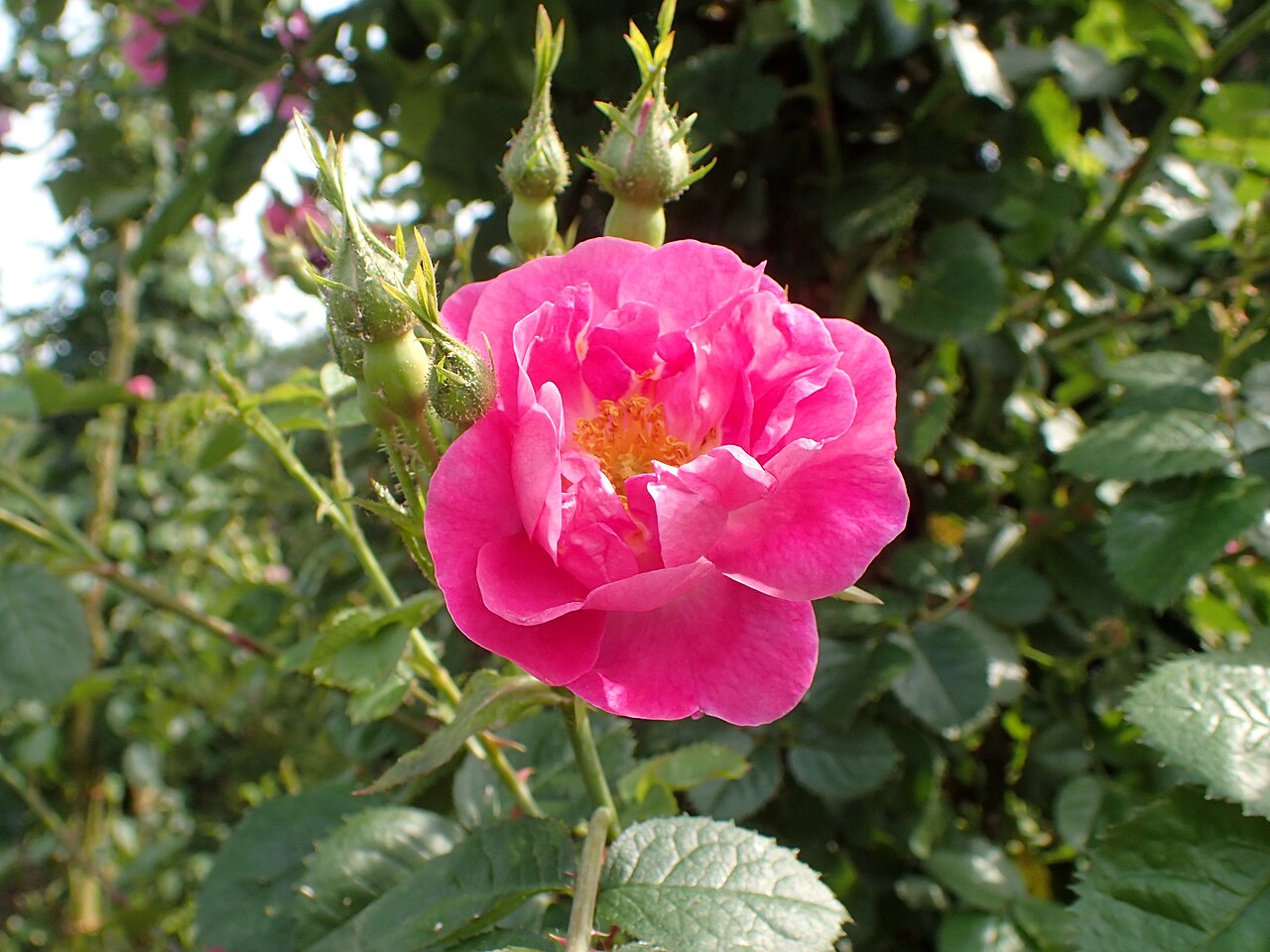 Edith Bellenden