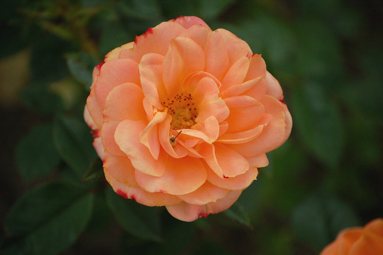 Apricot Clementine