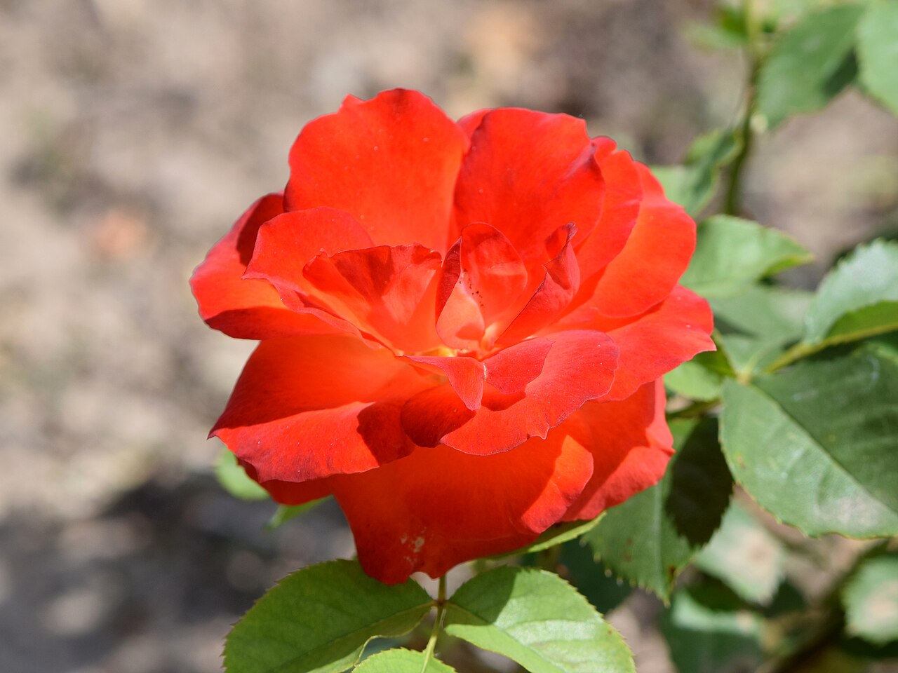 Prince Igor
