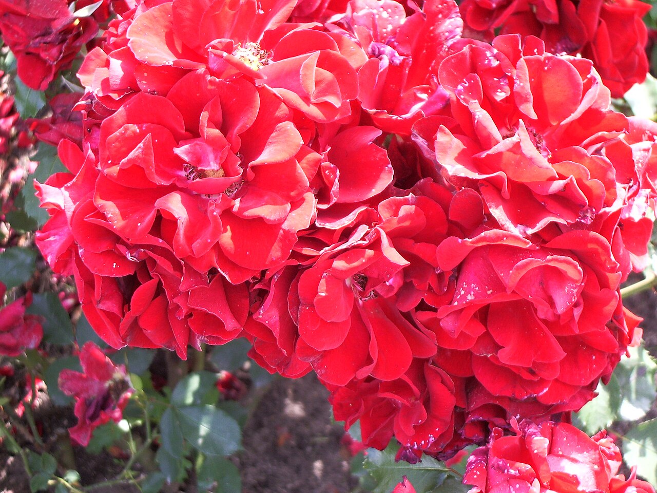 Roter Korsar