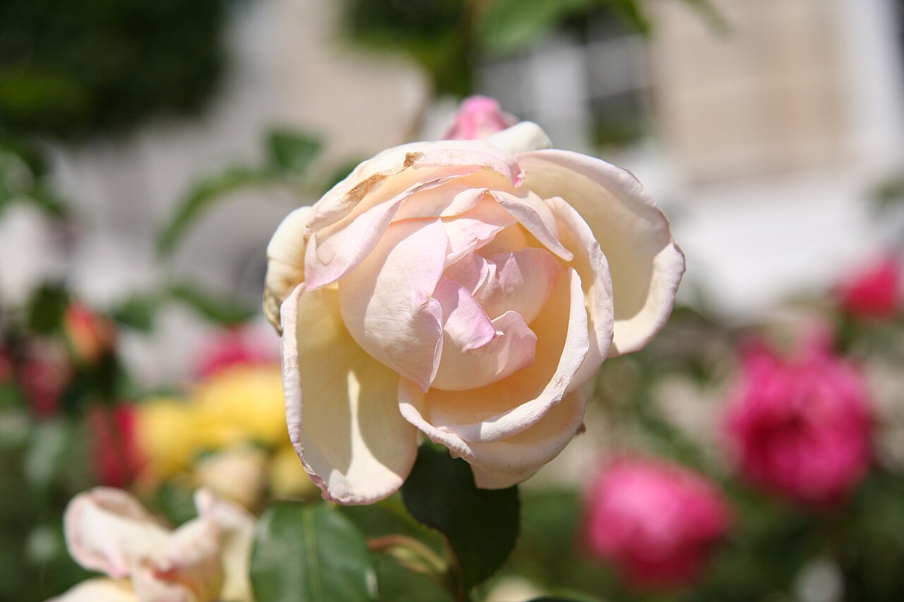 Comtesse de Cassagne