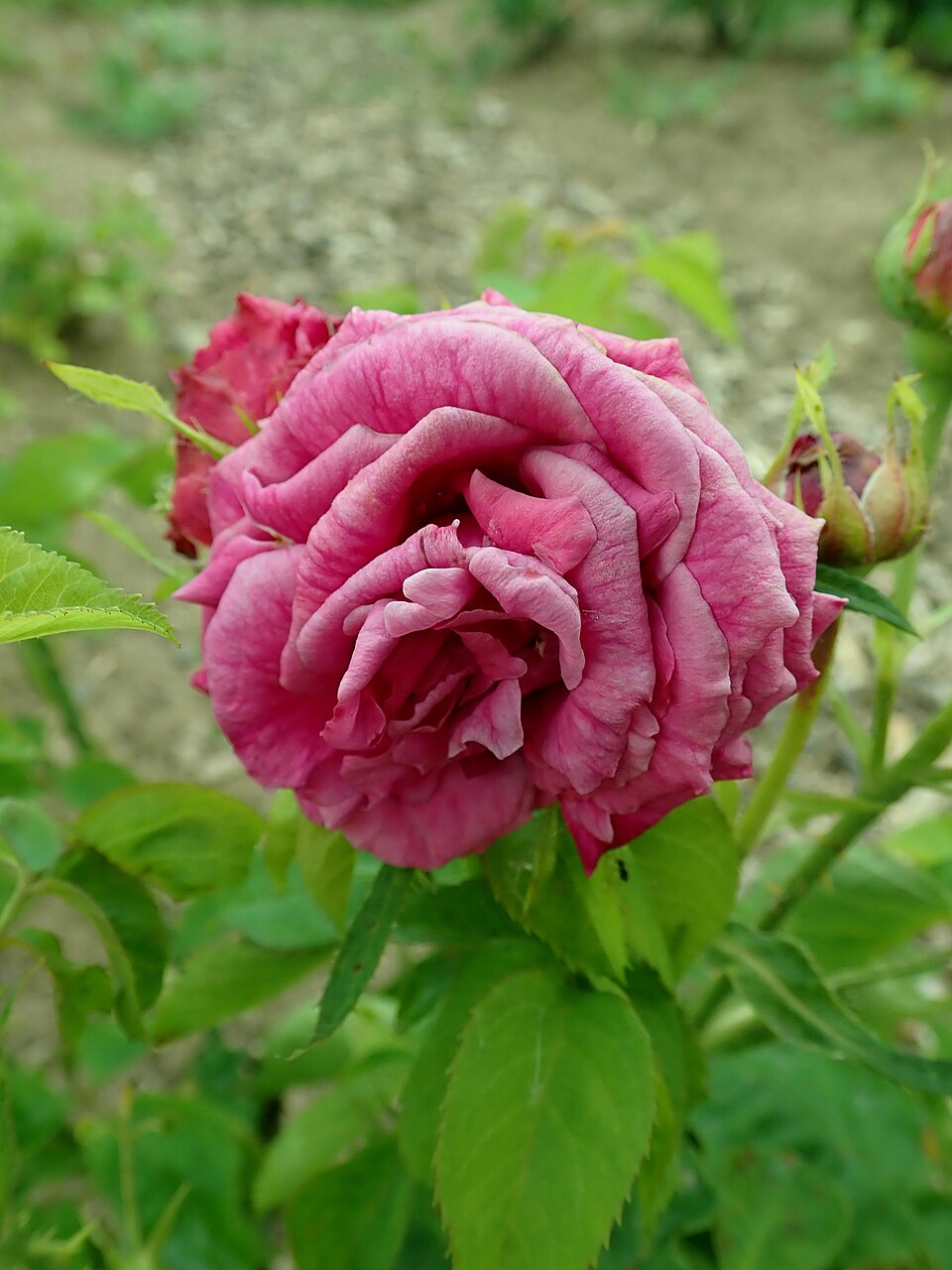 Duchesse de Galliera