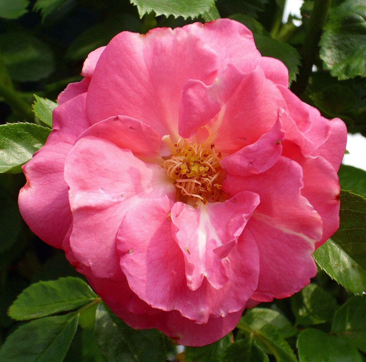 Chaplin's Pink Climber