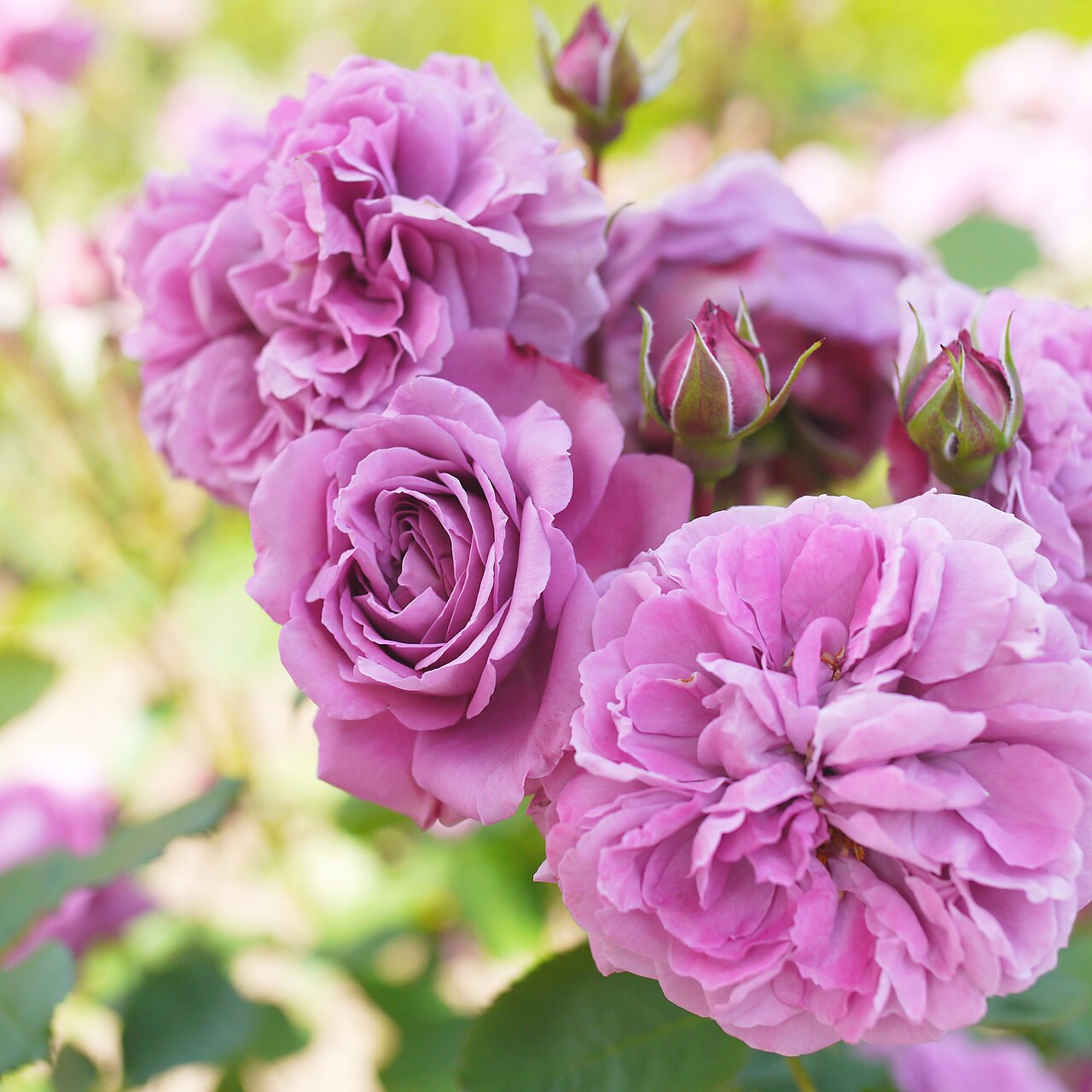 Magenta